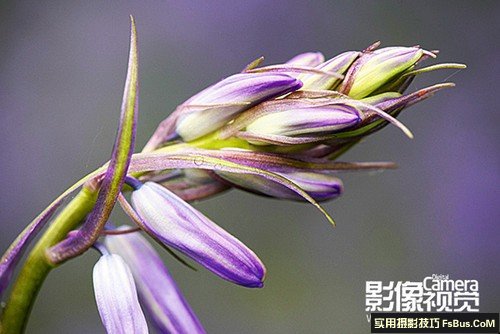 超实用的拍摄花卉实战小摄影技巧