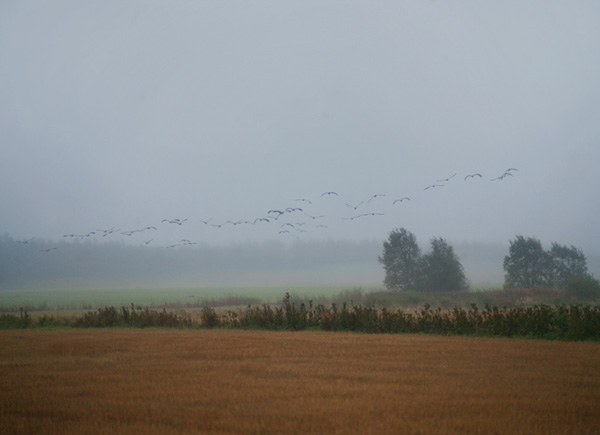 Anna Aden摄影新作：Autumn fields