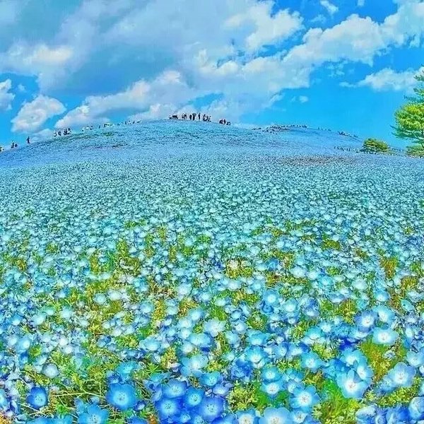 花海唯美摄影欣赏