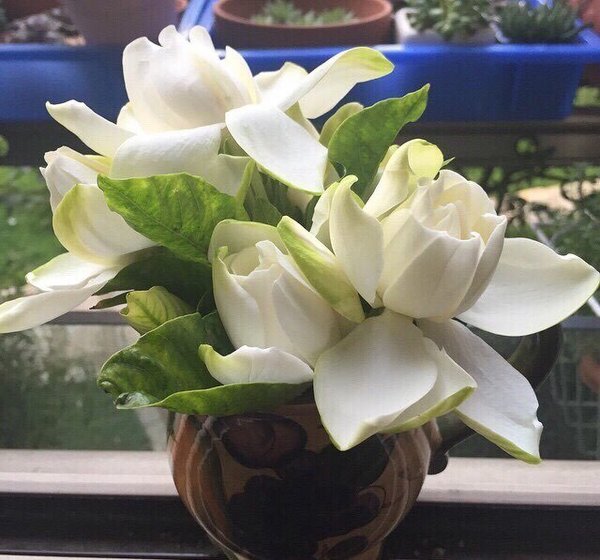 最爱栀子花开