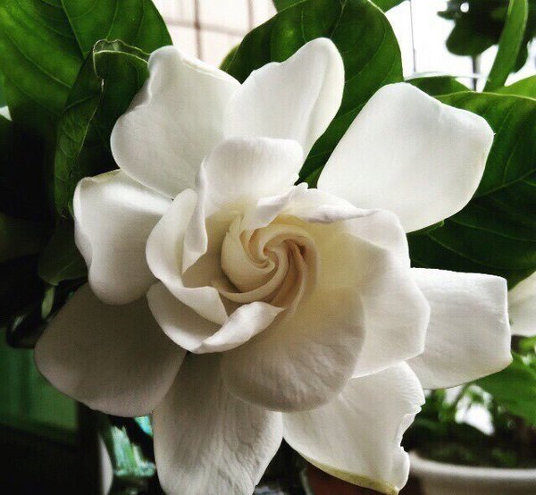 最爱栀子花开