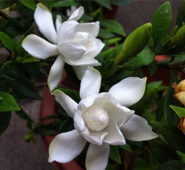 最爱栀子花开