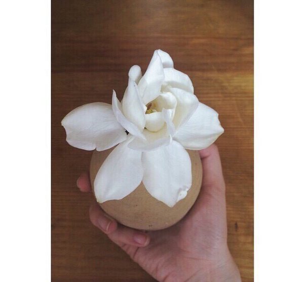 最爱栀子花开