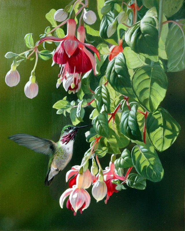 加拿大Julia Hargreaves花鸟水彩画