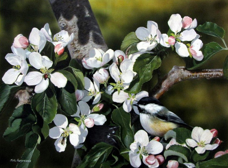 加拿大Julia Hargreaves花鸟水彩画