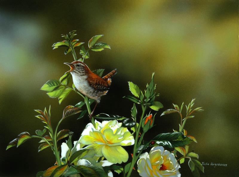 加拿大Julia Hargreaves花鸟水彩画
