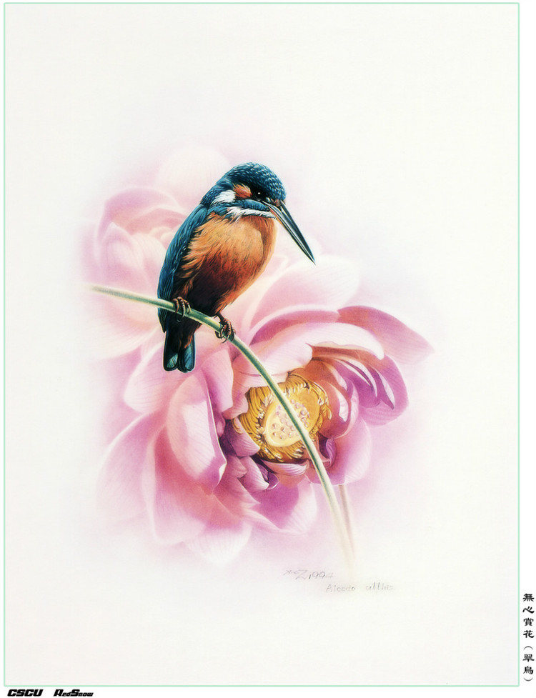曾孝濂百鸟工笔画