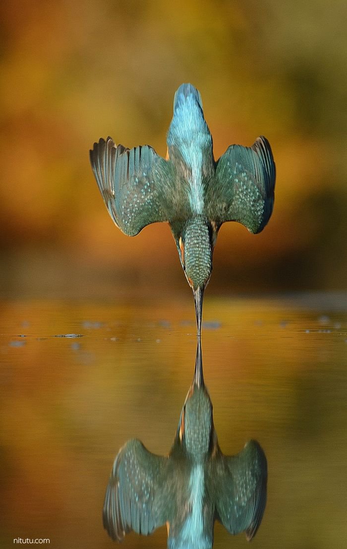 为一只鸟能坚持多久 摄影师Alan McFadyen 6年720000次快门