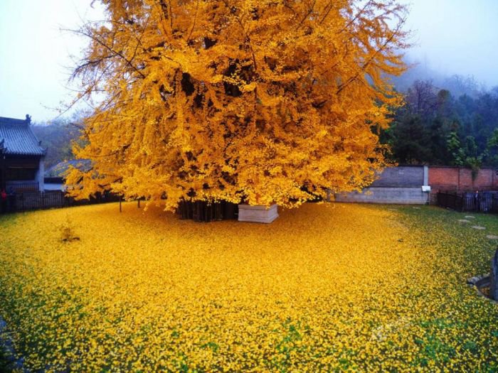 西安终南山古观音禅寺：刹那芳华