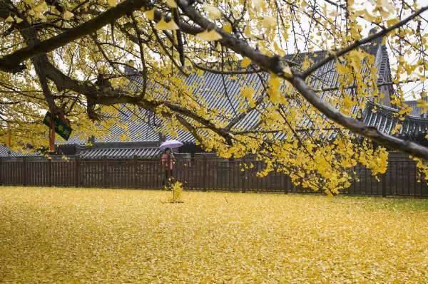 西安终南山古观音禅寺：刹那芳华