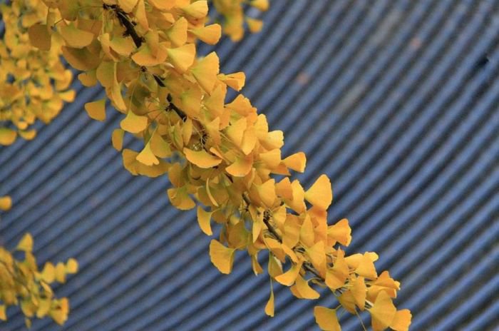 西安终南山古观音禅寺：刹那芳华