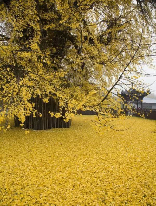 西安终南山古观音禅寺：刹那芳华