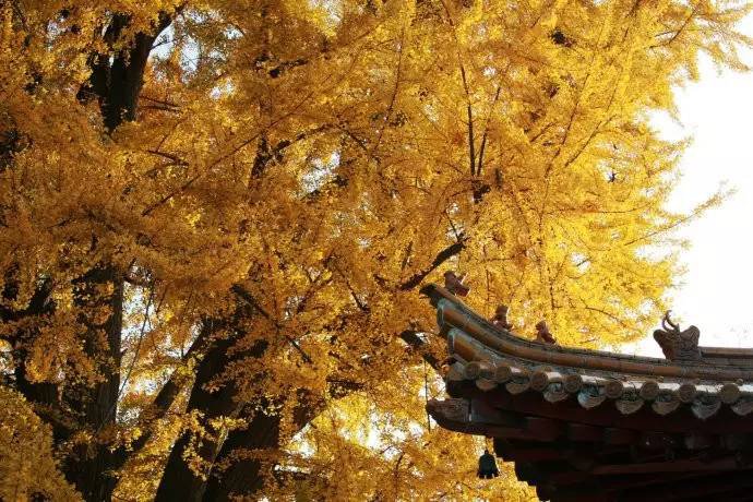 西安终南山古观音禅寺：刹那芳华