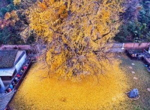 西安终南山古观音禅寺：刹那芳华