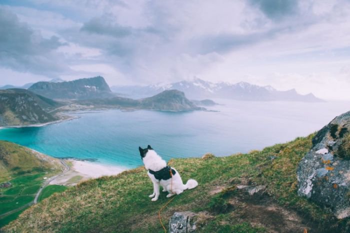 摄影师Henrik Vikse：带着心爱的哈士奇浪迹天涯