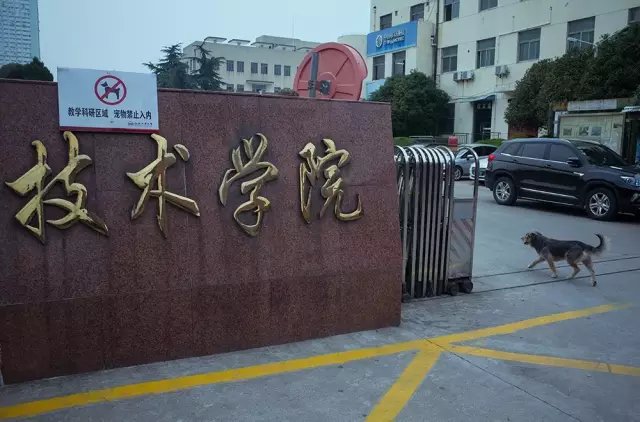 野生摄影大师刘涛 作品登上了美国《时代周刊》