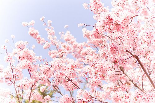 早安心语：用心去触摸属于自己的阳光