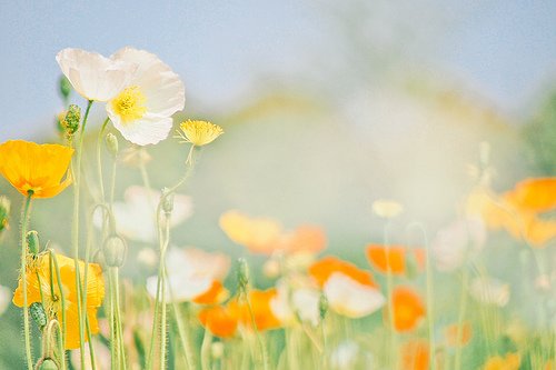早安心语：我们都在努力取悦陌生人，却忘记了爱身边的人