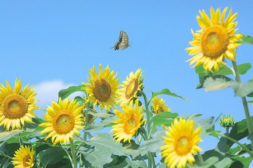 早安心语：我们都在努力取悦陌生人，却忘记了爱身边的人