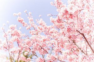 早安心语：用心去触摸属于自己的阳光