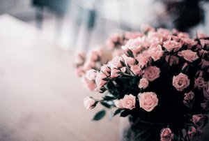 晚安心语：你若爱，生活哪里都可爱