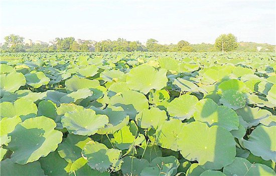 秋季上火便秘怎么办 四种食疗小方法助你解决困扰