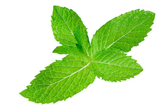 薄荷可以放在卧室吗 薄荷最好不要放在卧室