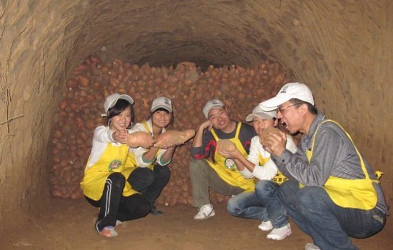 红薯怎么保存 冬季红薯如何保存才不会烂掉