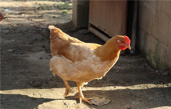 鸡不能吃什么 鸡的这4个部位最好慎吃