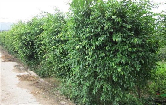 电脑辐射放什么植物 电脑前放着5种植物可有效防止电脑辐射