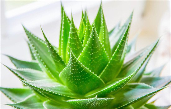 电脑辐射放什么植物 电脑前放着5种植物可有效防止电脑辐射