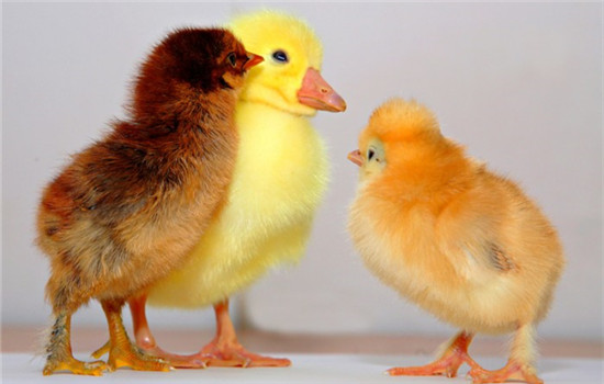 上海h7n9禽流感最新消息 上海通报确诊1病例