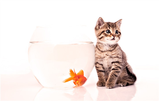 被猫抓伤出血怎么办 先不要着急止血