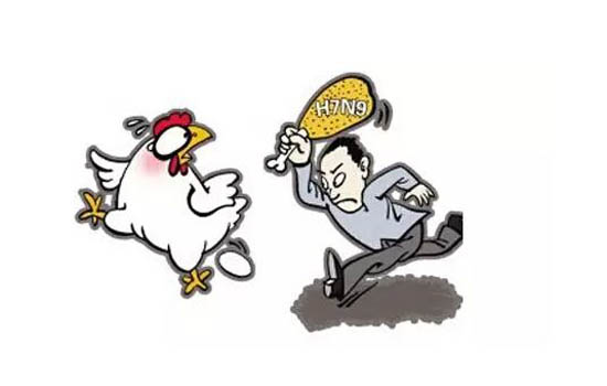 禽流感人与人传染吗 尚无禽流感人传人的证据