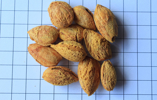吃巴旦木会胖吗 适量吃可控制体重