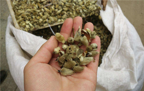 过敏性鼻炎吃什么药 用药偏方还需中医过目
