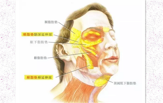 脸部可以抽脂吗 脸部要抽脂千万要注意这些