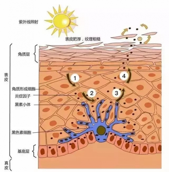 冬季美白小秘方  美白就要趁冬季
