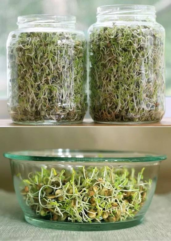 蔬菜的种植方法 常见蔬菜种植方法和步骤