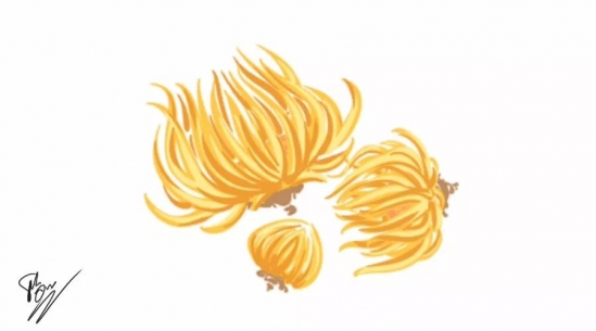 野菊花的功效与作用 清热解毒野菊花药效介绍