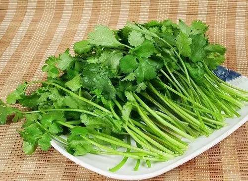 冬季吃香菜的好处 这类人冬天吃香菜要注意