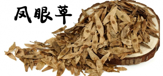 凤眼草的功效与作用 凤眼草的功效居然这么大
