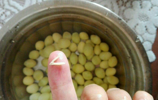白果不去心能不能吃 白果怎么去芯