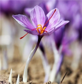 藏红花如何分辨真假 辨别藏红花的3个方法