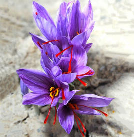 藏红花如何保存 藏红花的保存环境