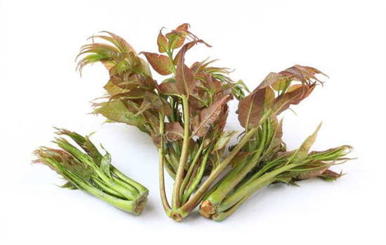 香椿回奶吗 香椿芽并没有回奶的功能