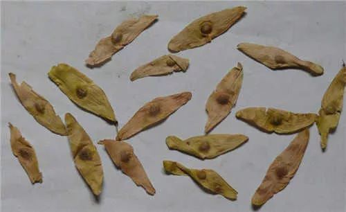 凤眼草的功效与作用 凤眼草的功效居然这么大