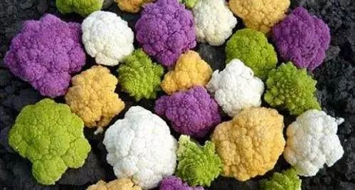 菜花的营养价值及做法 紫菜花居然营养价值最高