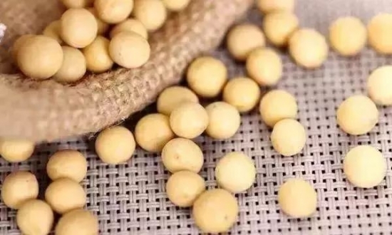 黄豆枕头的好处及做法 黄豆灌在枕头里好处多多