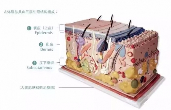 什么是皮肤屏障